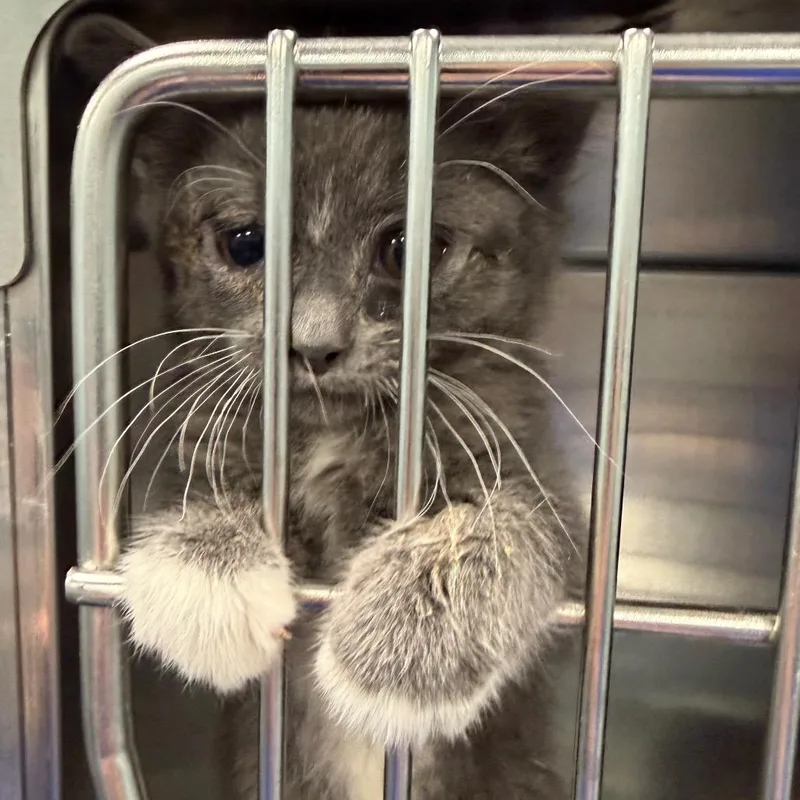 A baby small-sized male Gray / Blue / Silver Domestic Short Hair cat named Jail Bird for adoption in Greensboro, NC
