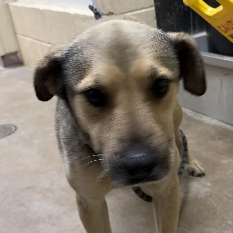 An adult medium-sized male Brown / Chocolate Shepherd dog named Blackjack for adoption in Palestine, TX