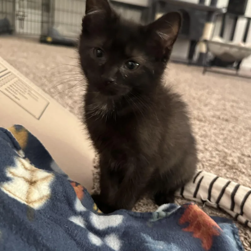A baby medium-sized male Black American Shorthair cat named Echo for adoption in Wadsworth, IL