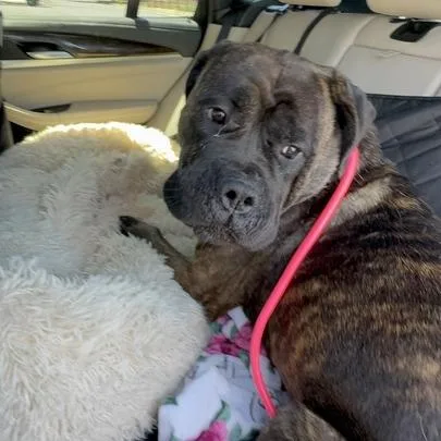 An adult large-sized female Brindle Bullmastiff dog named Gretchen for adoption in Turlock, CA