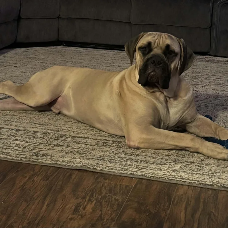Odin