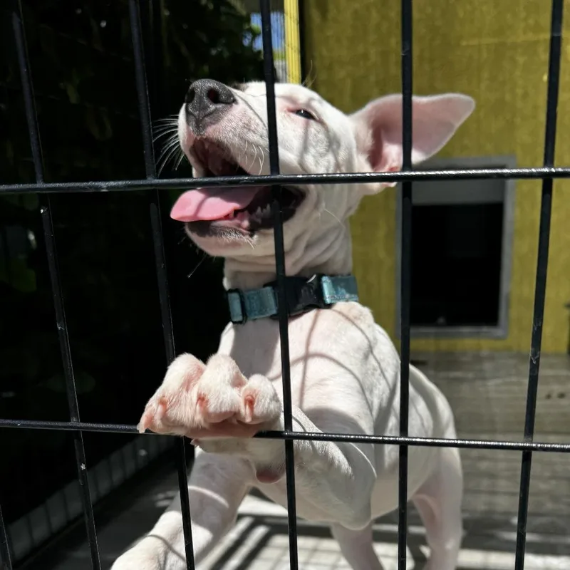 A baby medium-sized female White / Cream Mixed Breed dog named Sassy for adoption in Bradenton, FL
