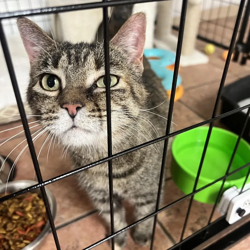 A senior medium-sized female Brown / Chocolate Domestic Short Hair cat named Lilibet for adoption in Chillicothe, IL