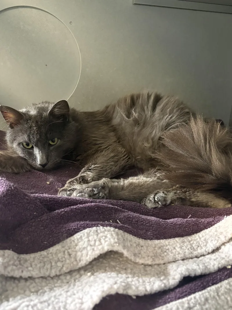 An adult medium-sized male Gray / Blue / Silver Domestic Medium Hair cat named Ashes for adoption in Vernon, NJ