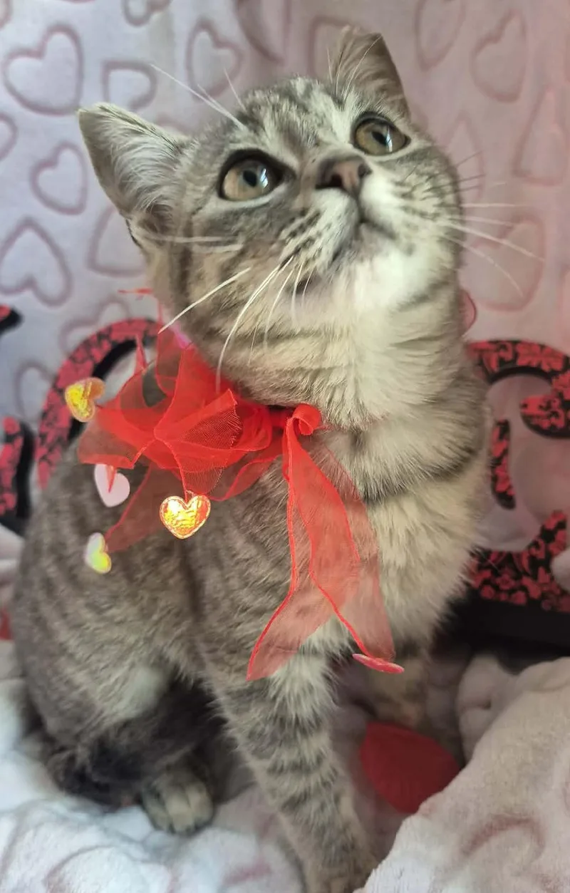 A baby medium-sized female Tabby (Gray / Blue / Silver) Domestic Short Hair cat named Petula for adoption in Ocean Springs, MS