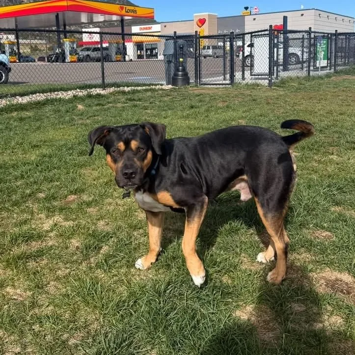 An adult large-sized male Tricolor (Brown, Black, & White) Rottweiler dog named Remy for adoption in Mooresville, NC