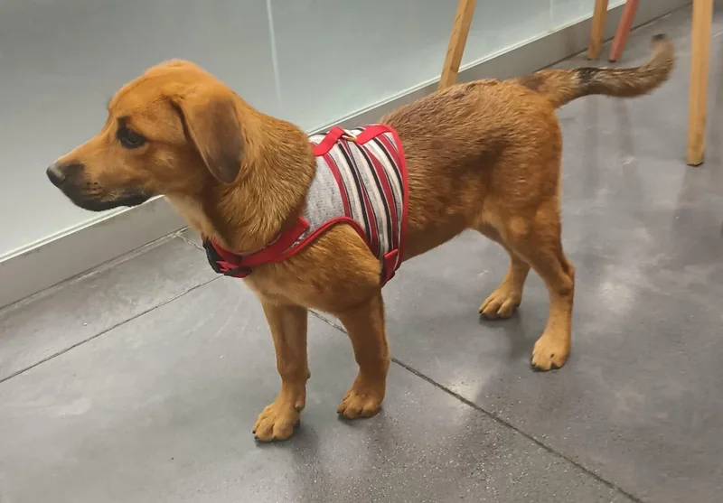 A baby medium-sized male Golden Retriever dog named Charlie for adoption in Orange, CA