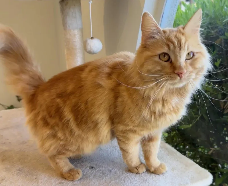 A young medium-sized female Tabby (Orange / Red) Tabby cat named Marshmallow  Marvelous Marmalade for adoption in San Luis Obispo, CA