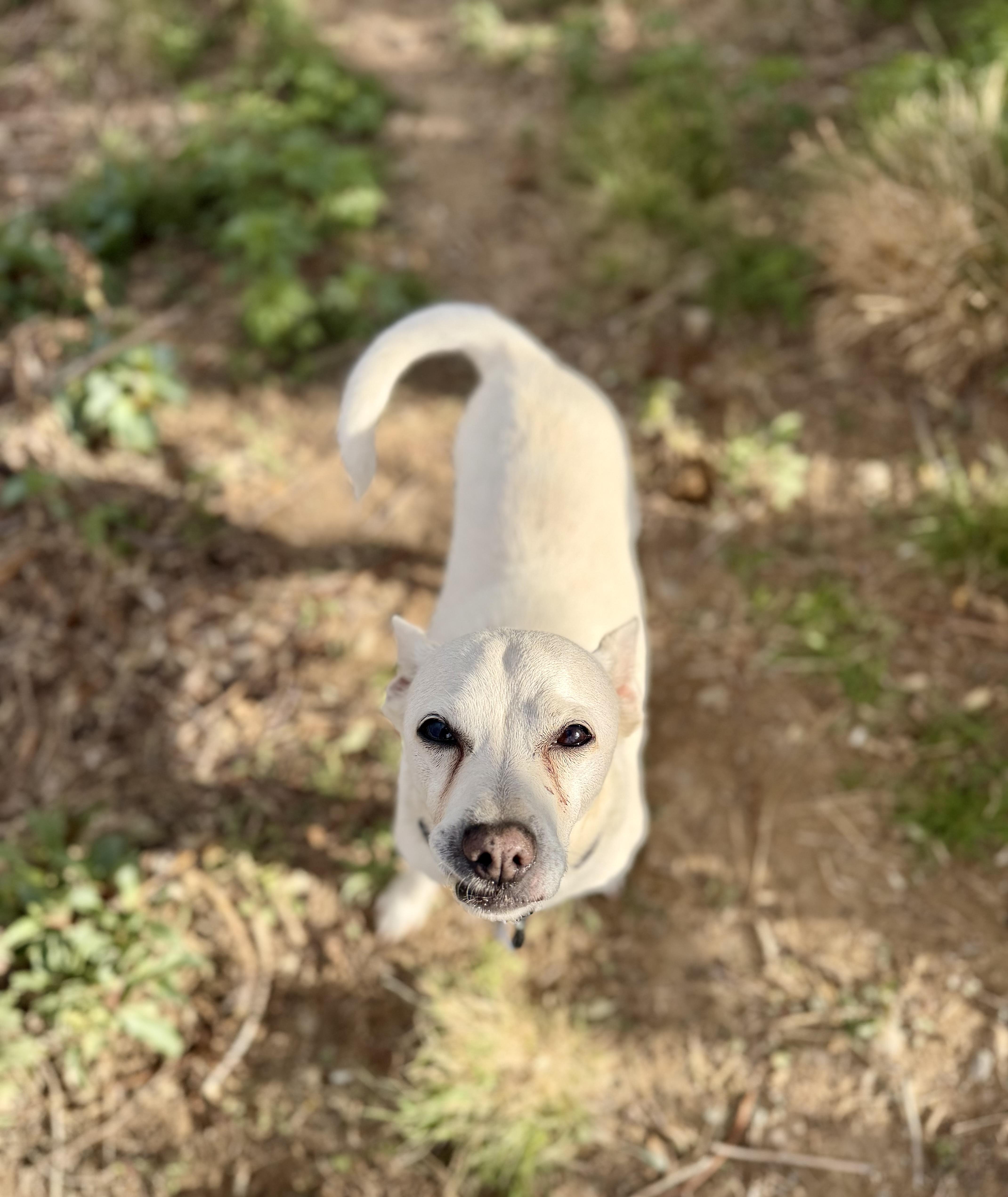 An adult medium-sized male White / Cream Jack Russell Terrier dog named Stallone for adoption in Gardnerville, NV