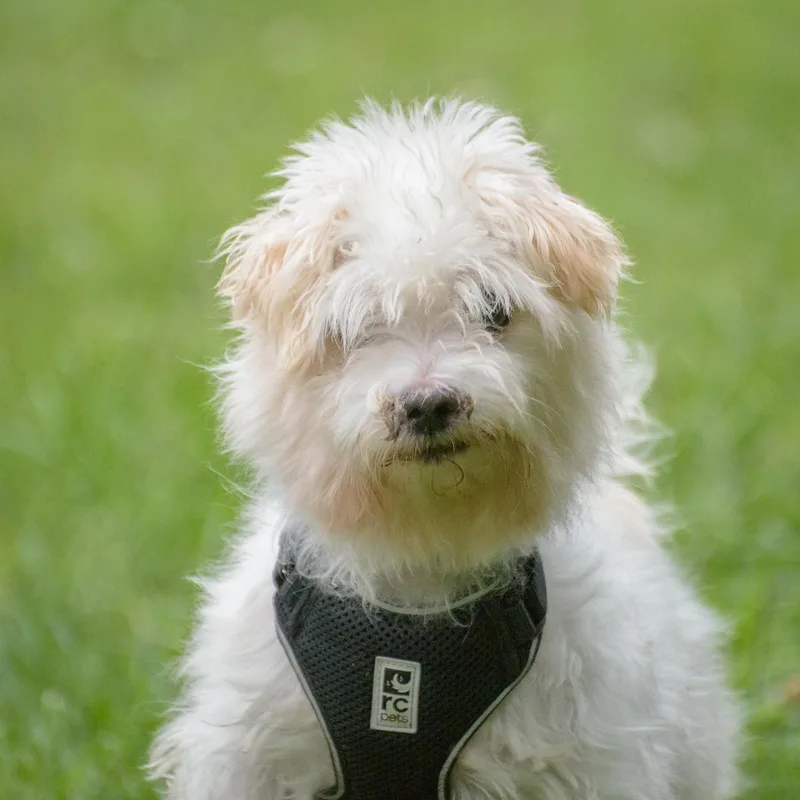 An adult small-sized male Maltese dog named Milton for adoption in Lambertville, NJ