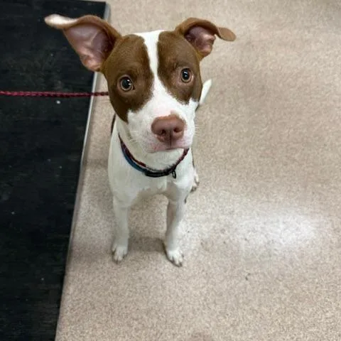 An adult small-sized male Brown / Chocolate Mixed Breed dog named Max for adoption in Ardmore, OK