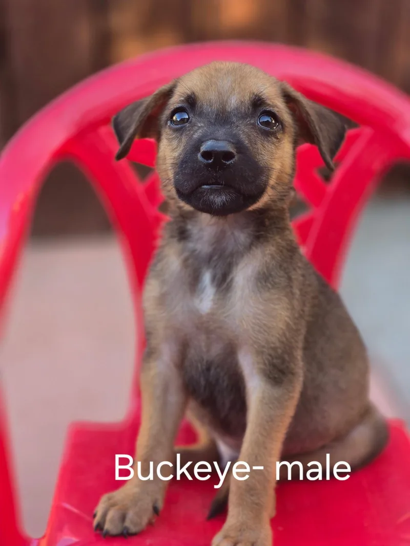 A baby medium-sized male Belgian Shepherd / Malinois dog named Buckeye for adoption in tracy, CA