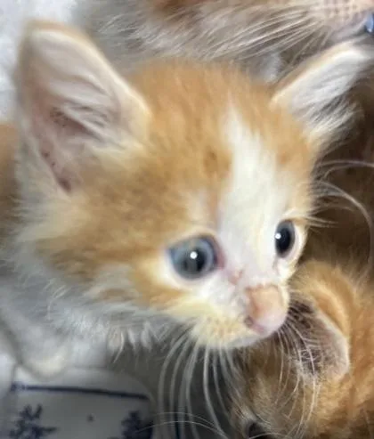 A baby small-sized male Domestic Short Hair cat named Biscuit for adoption in Cumming, GA