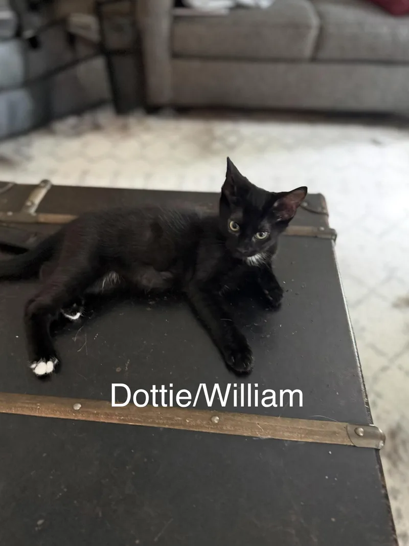 A baby small-sized male Black Domestic Short Hair cat named Dottie for adoption in Indianapolis, IN