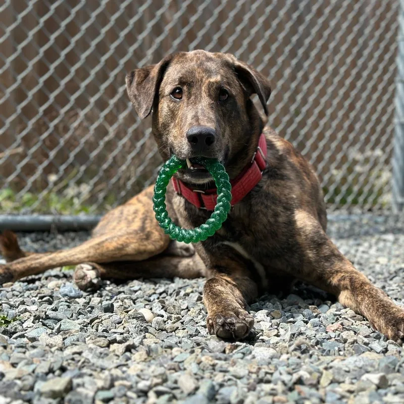 An adult large-sized male Brindle Mixed Breed dog named Odin for adoption in Port Angeles, WA
