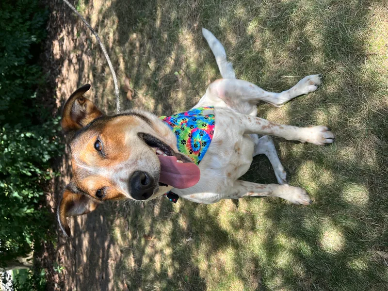 Rusty  Long Island thumbnail 2