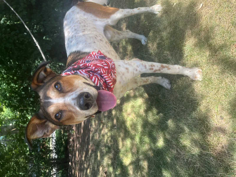 Rusty  Long Island thumbnail 4