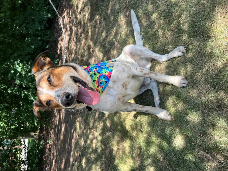 Rusty  Long Island thumbnail 5