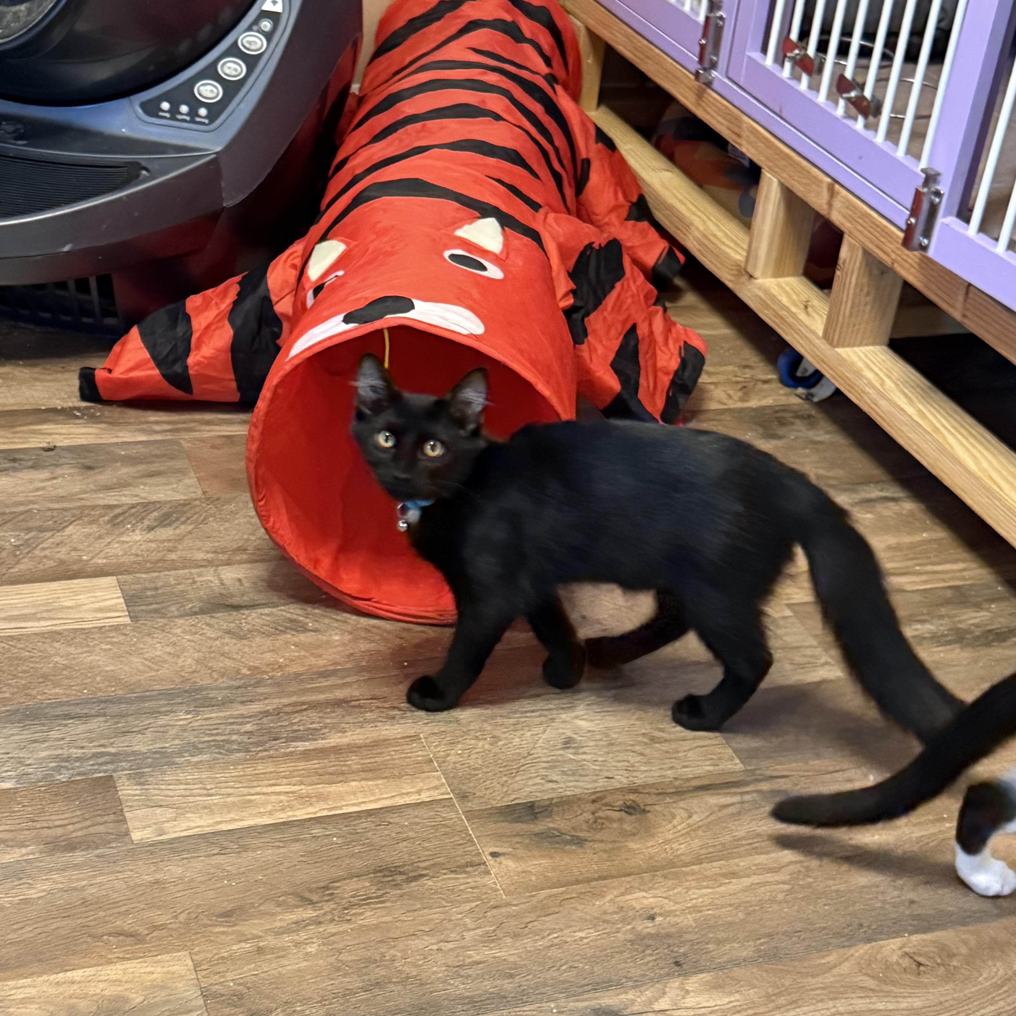 A baby medium-sized male Black Domestic Medium Hair cat named Coal for adoption in Oakley, CA