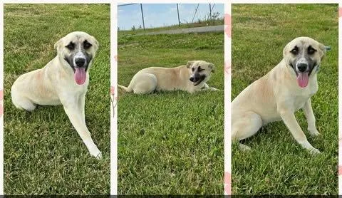 A young medium-sized female Anatolian Shepherd dog named Ruthie for adoption in Newport, KY