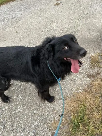 Loki