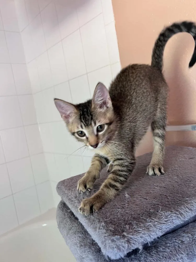 A baby small-sized male Tabby (Brown / Chocolate) Domestic Short Hair cat named Robbie for adoption in tucson, AZ