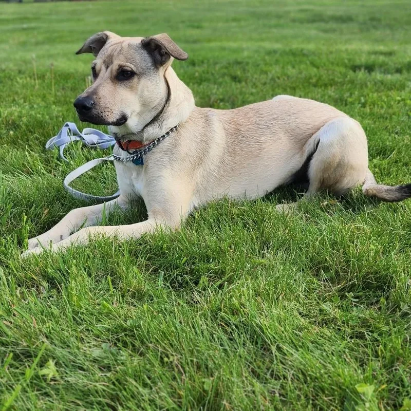 A young medium-sized male Labrador Retriever dog named Rico for adoption in Carmel, NY