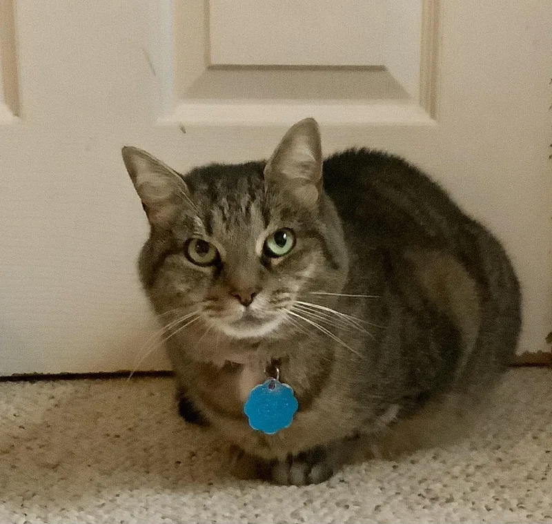 Pistachio thumbnail 2