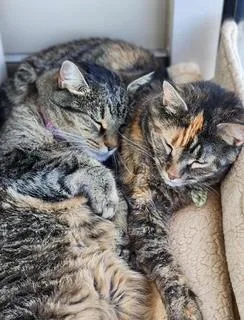 Pistachio thumbnail 3