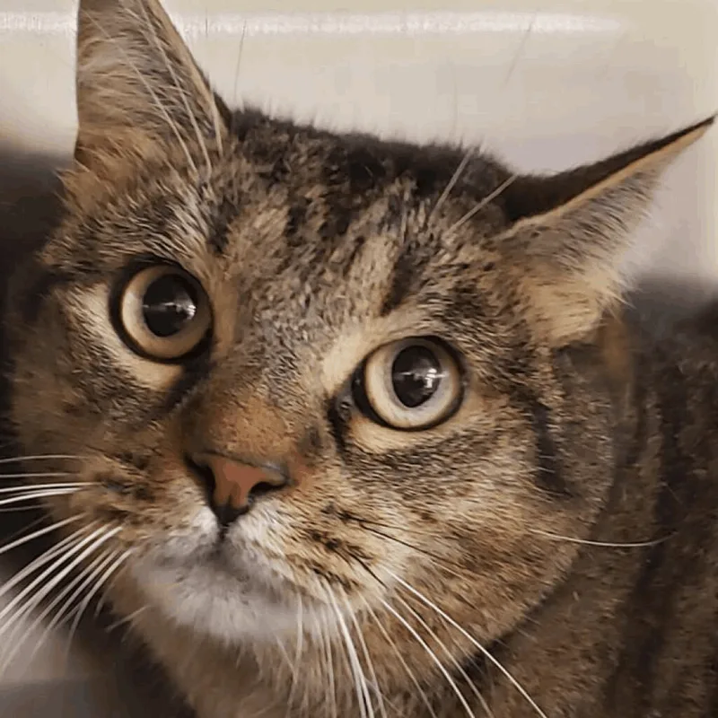 Pistachio thumbnail 4