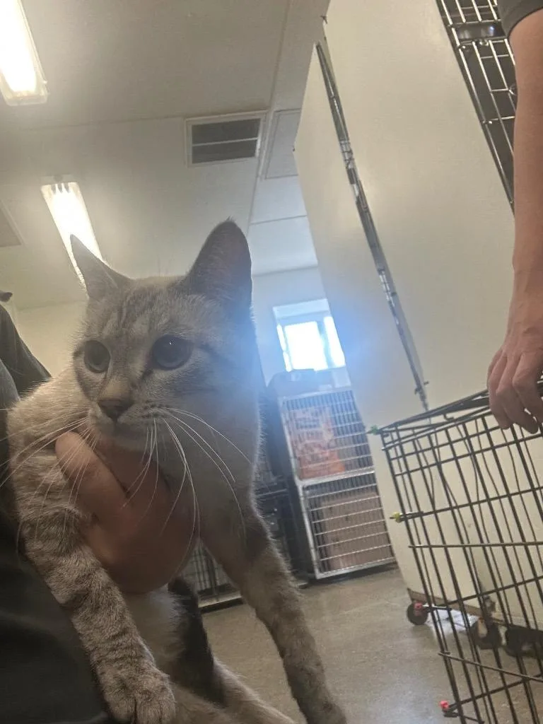A young medium-sized female Domestic Short Hair cat named Donna for adoption in Rock Springs, WY