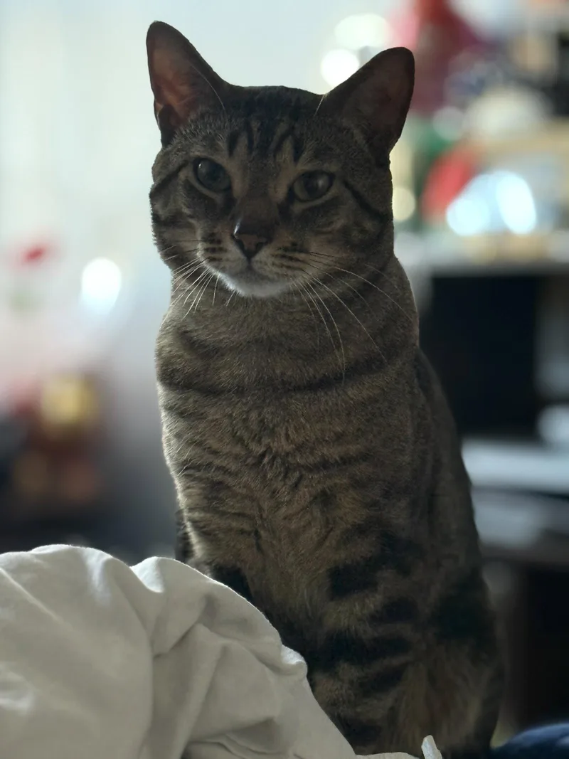 A young medium-sized male Domestic Short Hair cat named Nico for adoption in Brooklyn, NY