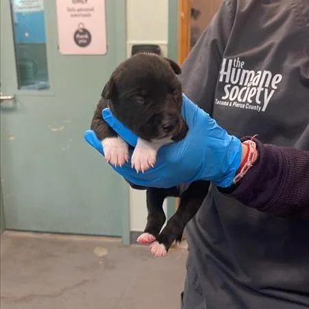 A baby small-sized male Black Bull Terrier dog named Flipper for adoption in Tacoma, WA