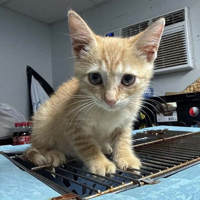 A baby medium-sized male Tabby cat named Pennsylvania Peter for adoption in Columbia, SC