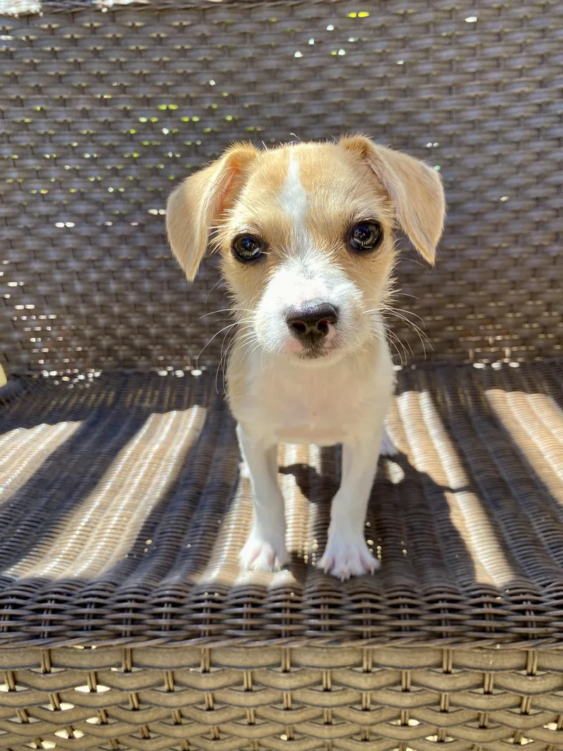 A baby small-sized female Yellow / Tan / Blond / Fawn Parson Russell Terrier dog named Baby Sky for adoption in Sunset Beach , CA