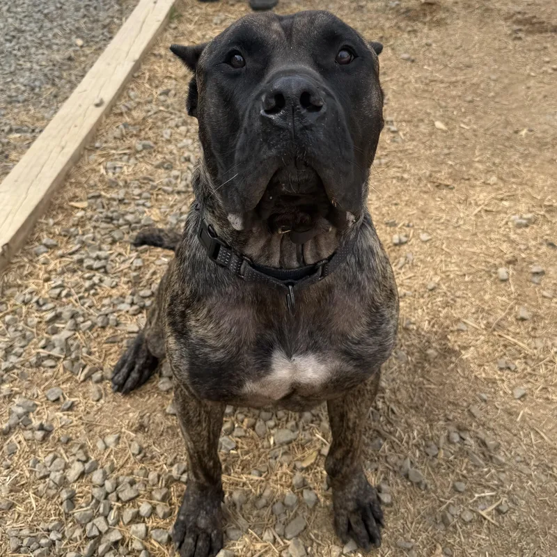 A young extra large-sized male Brindle Presa Canario dog named Tigger for adoption in Manassas, VA