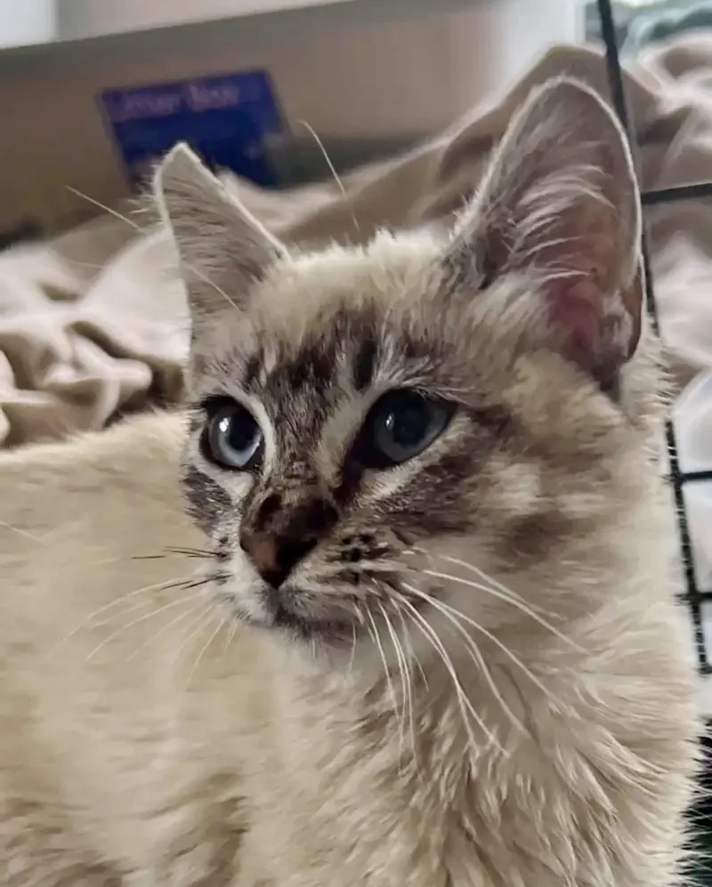 A baby medium-sized female Siamese cat named Lily for adoption in Gilroy, CA
