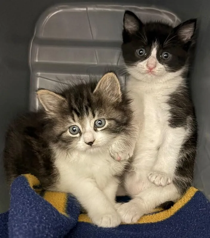 A baby medium-sized female Black & White / Tuxedo Domestic Short Hair cat named Elphaba for adoption in Katy, TX
