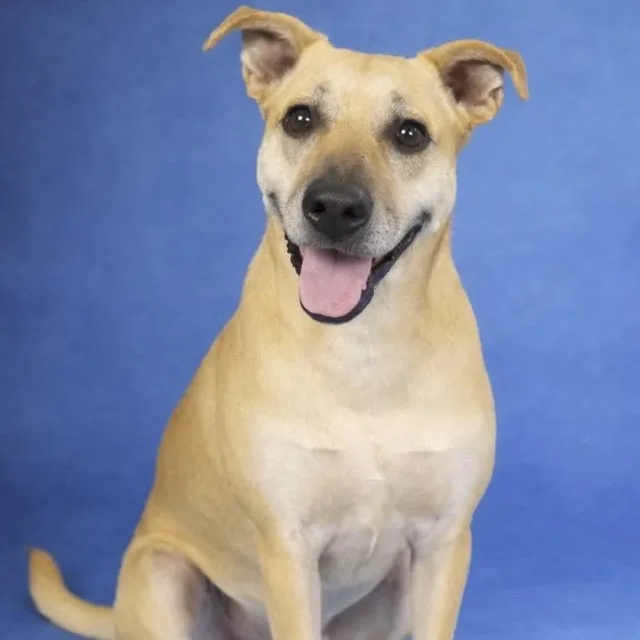 An adult large-sized female White / Cream Labrador Retriever dog named Maxine for adoption in Heber Springs, AR