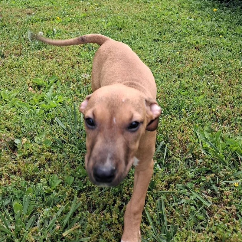 A baby medium-sized female Brown / Chocolate Hound dog named Crackle for adoption in Springfield, IL