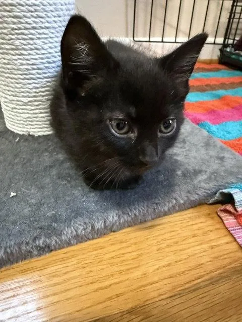 A baby medium-sized male Black Domestic Short Hair cat named Tom for adoption in Herndon, VA
