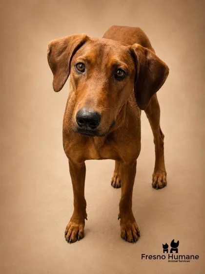 An adult large-sized female Vizsla dog named Mama Dumpling for adoption in Fresno, CA