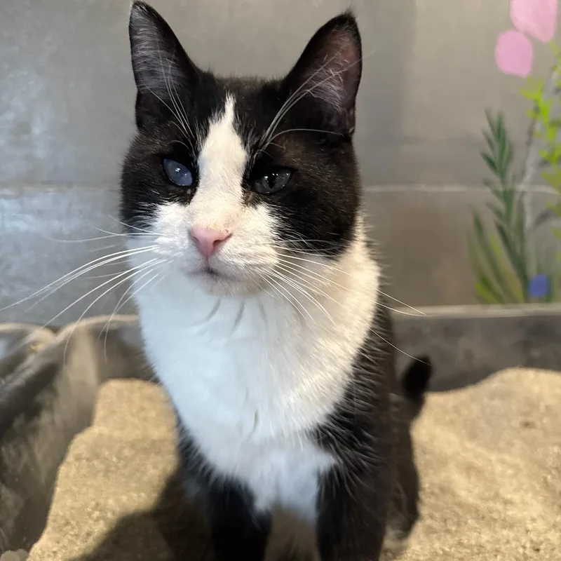 An adult medium-sized male American Shorthair cat named Lucky for adoption in Milbank, SD