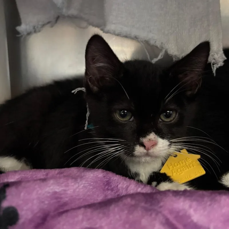 A baby small-sized male Black Domestic Short Hair cat named Chicken Nugget for adoption in Springfield, MA