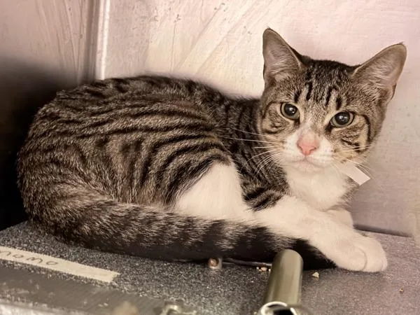 A baby medium-sized female Domestic Short Hair cat named Jaguar for adoption in New York, NY