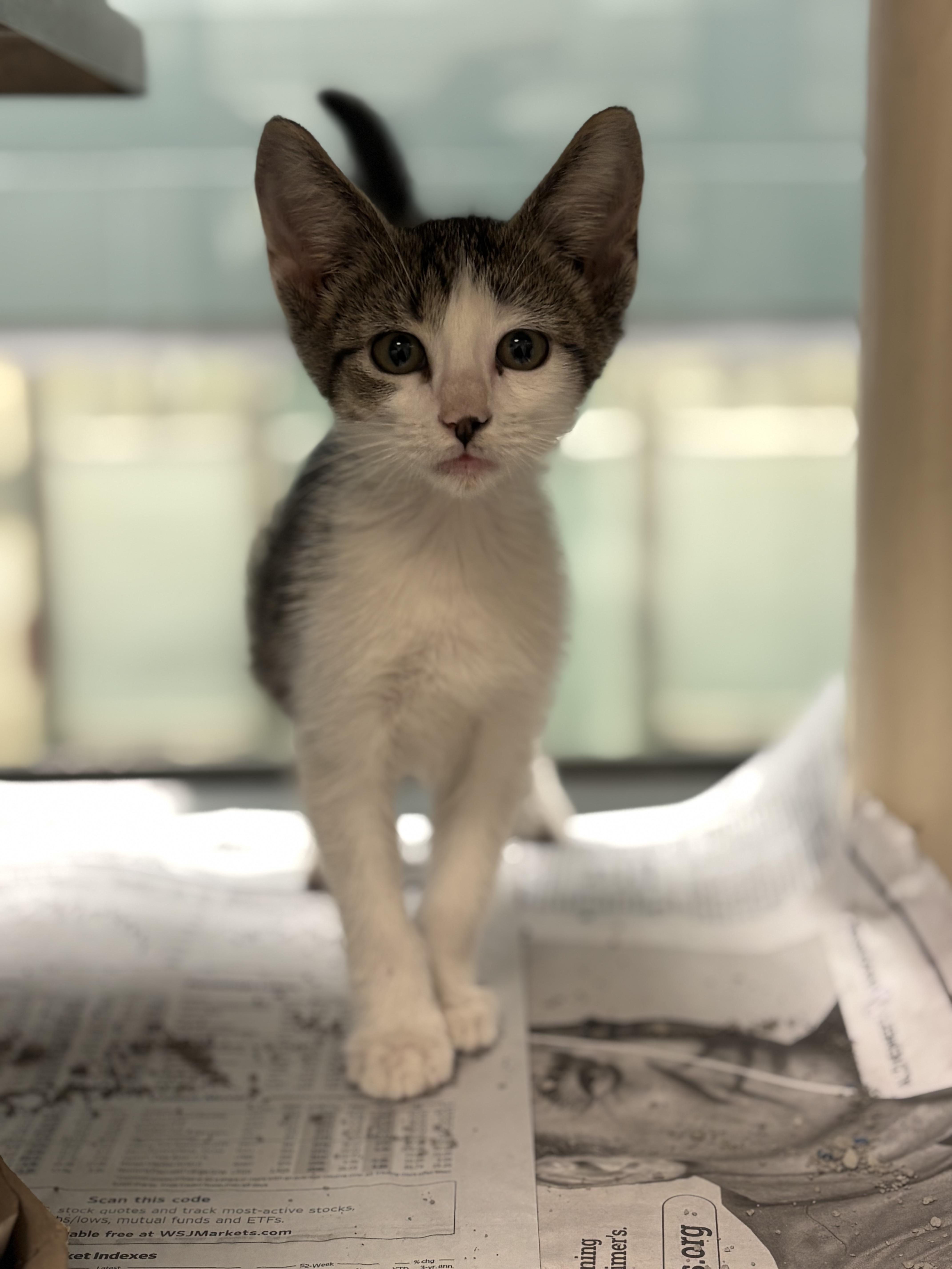 A baby medium-sized male Domestic Short Hair cat named Ted A for adoption in Plano, TX