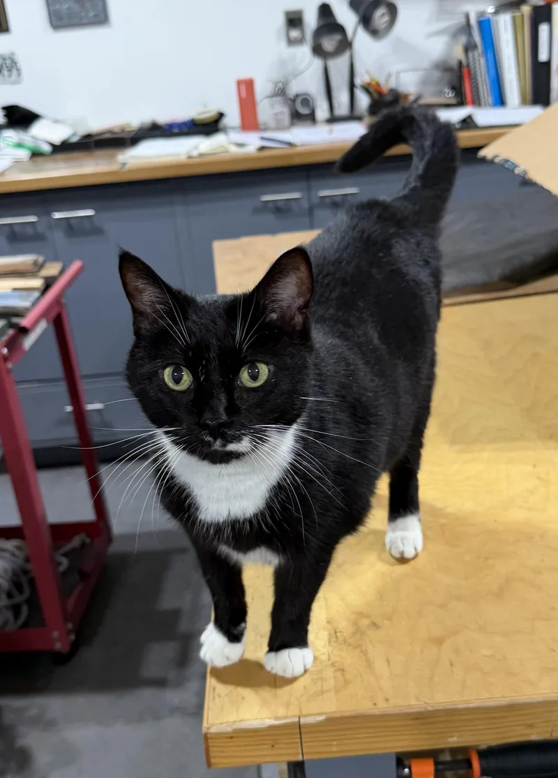 Whiskers thumbnail 2