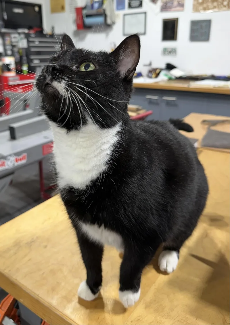 Whiskers thumbnail 3