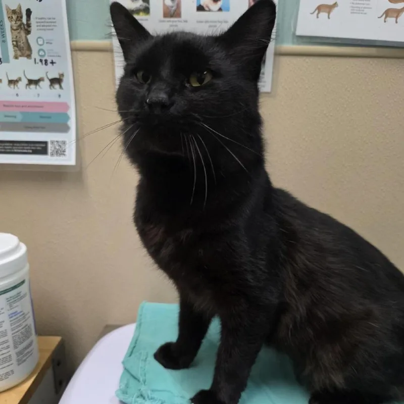 An adult medium-sized male Black Domestic Medium Hair cat named Regal for adoption in Tacoma, WA