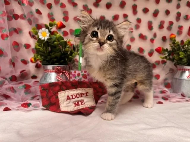 A baby small-sized female Domestic Medium Hair cat named Stella for adoption in Fairfield, CA